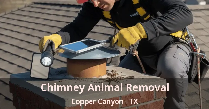 Chimney Animal Removal Copper Canyon - TX